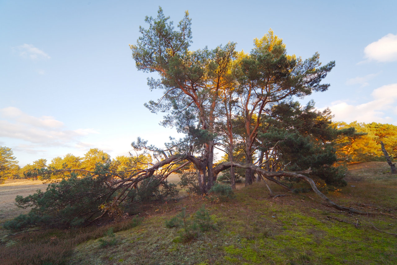 Baum an der Binnendüne