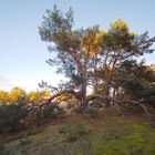 Baum an der Binnendüne