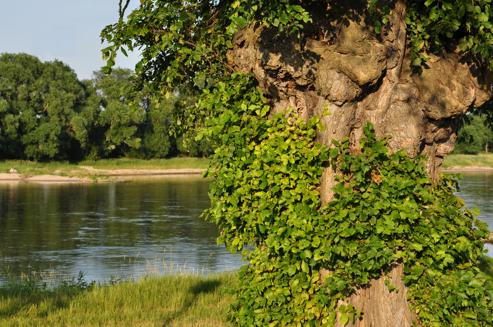 Baum an der Elbe