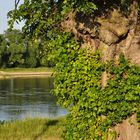 Baum an der Elbe