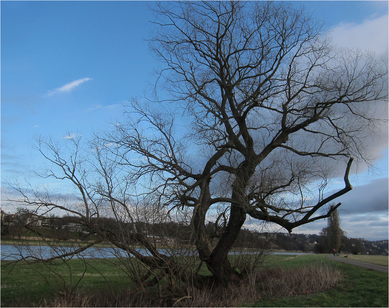 Baum an der Elbe