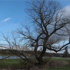 Baum an der Elbe