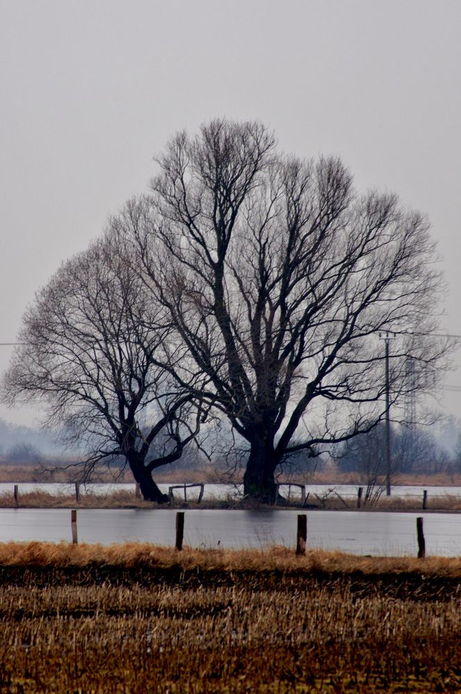 Baum an der Hunteniederung