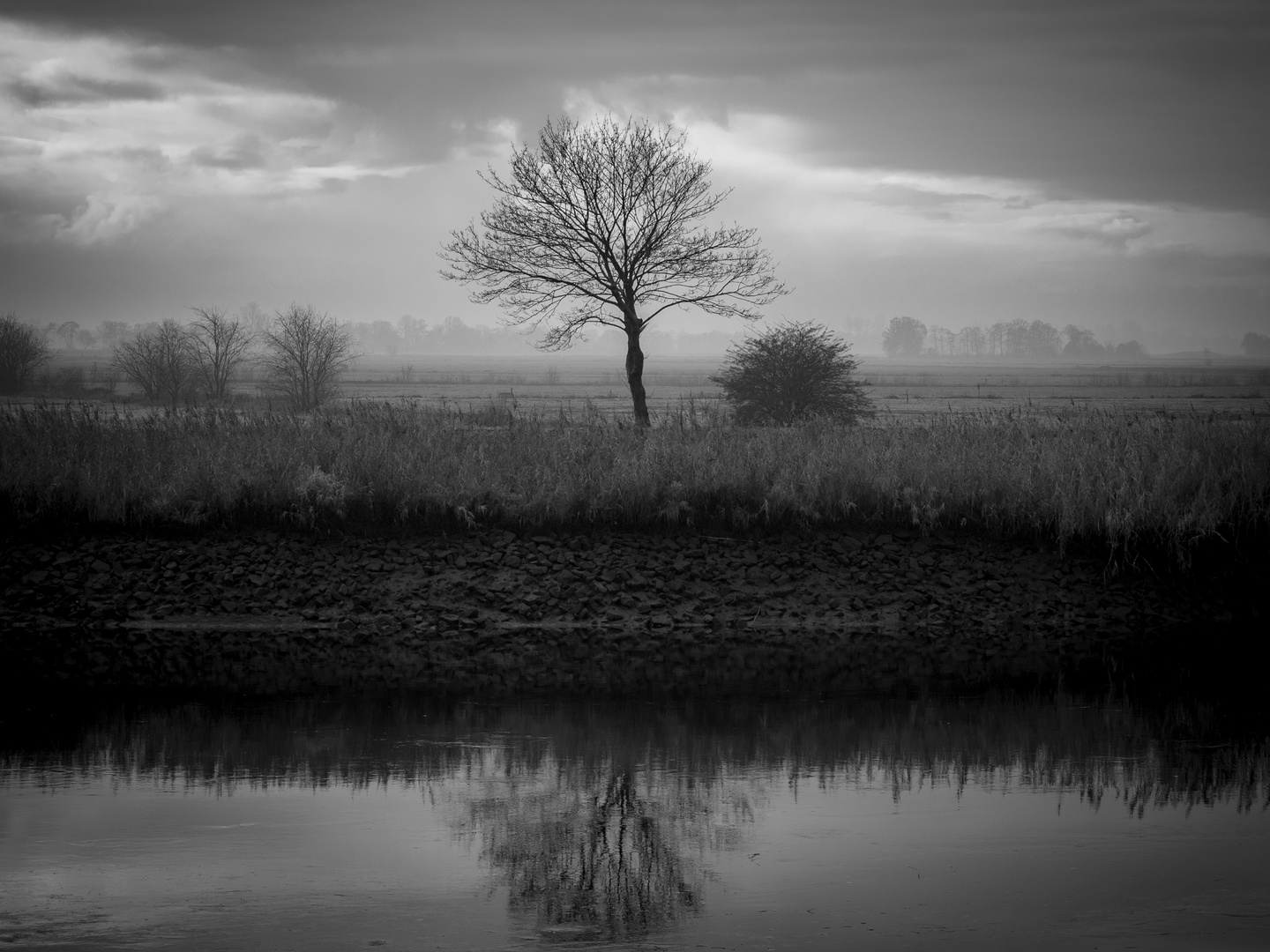 Baum an der Jümme