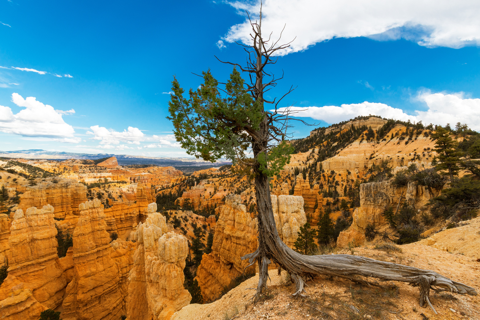 Baum an der Klippe