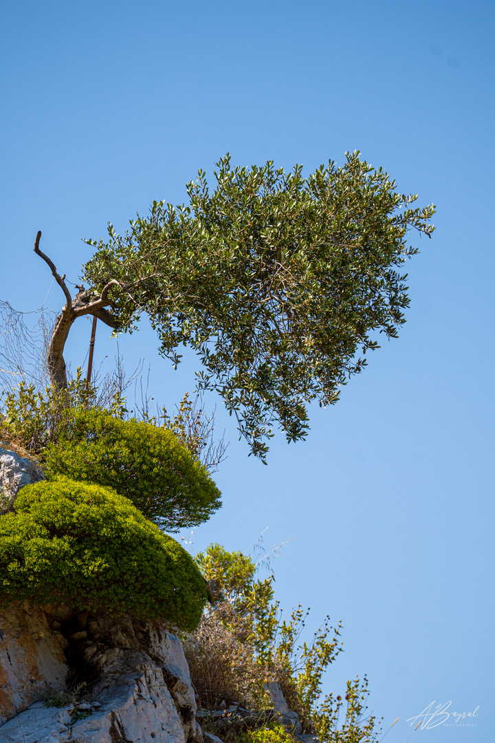 Baum an der Klippe