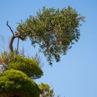 Baum an der Klippe