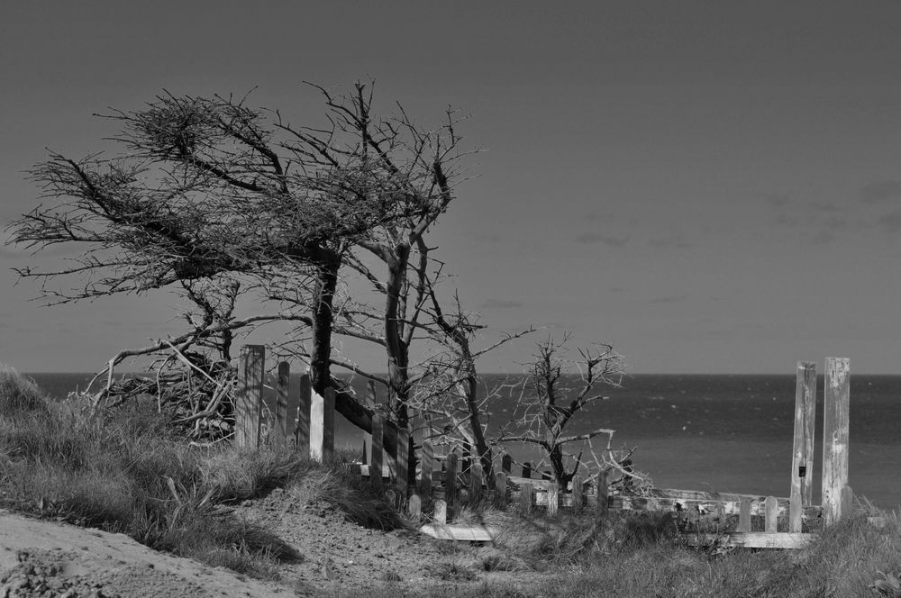 Baum an der Klippe