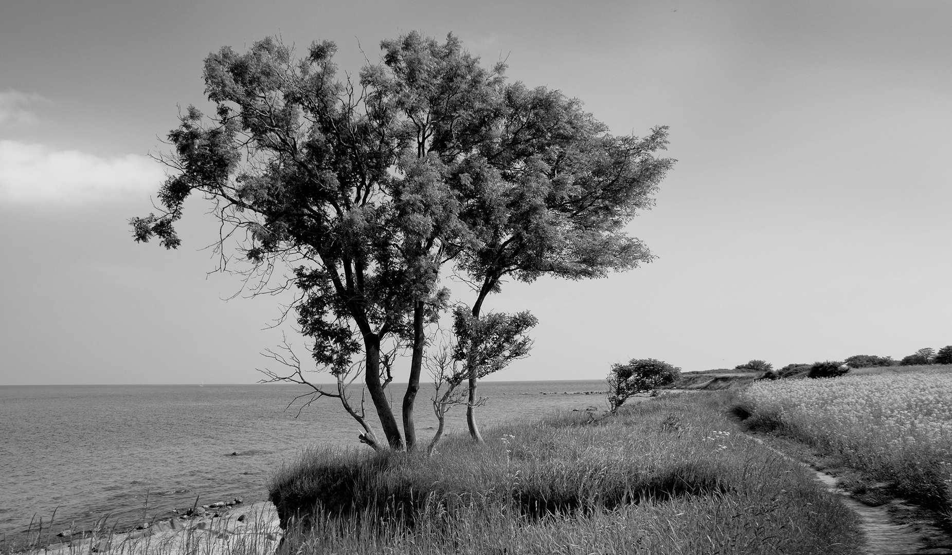 Baum an der Küste