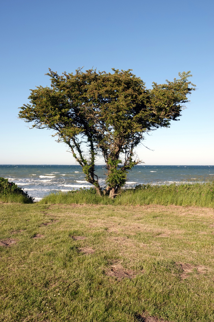 Baum an der Küste