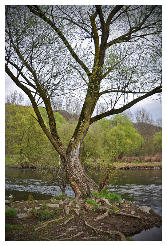 Baum an der Lenne in Hagen Hohenlimburg