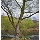 Baum an der Lenne in Hagen Hohenlimburg