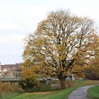 Baum an der Lippe