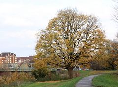 Baum an der Lippe