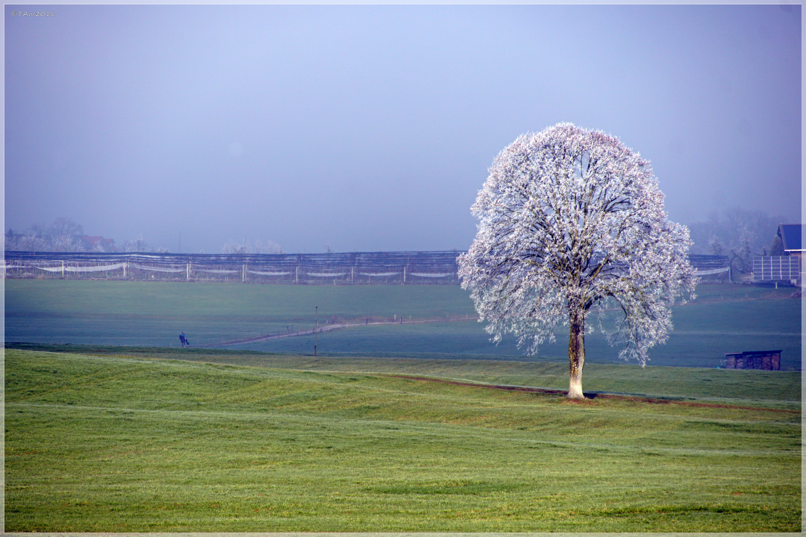 Baum an der Nebelgrenze