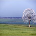 Baum an der Nebelgrenze