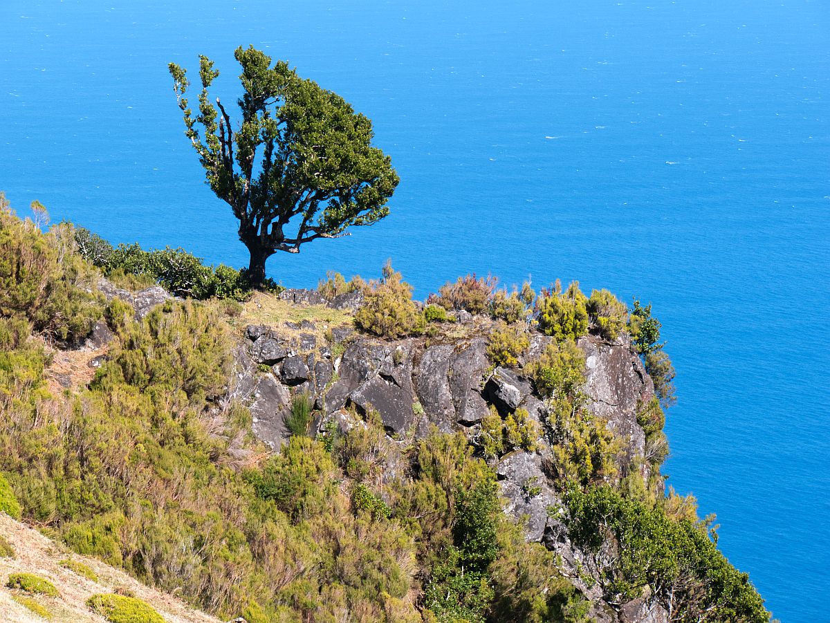 Baum an der Nordküste Madeiras