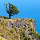 Baum an der Nordküste Madeiras