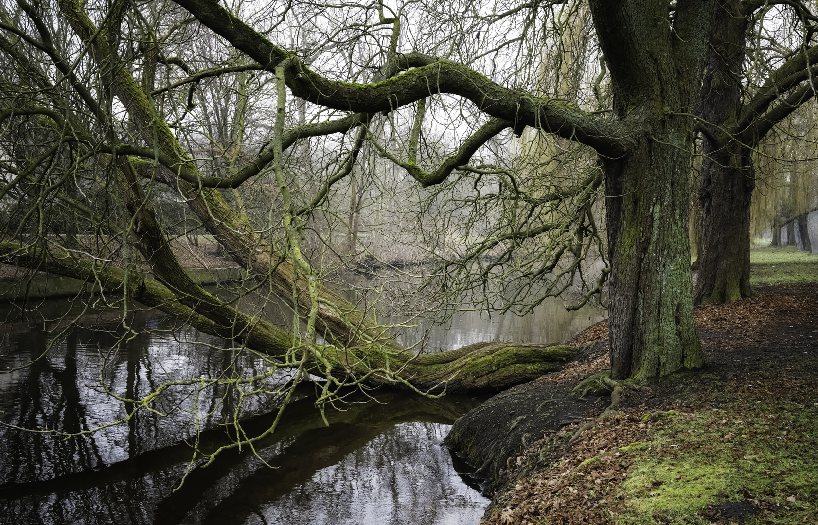 Baum an der Oker im Winter