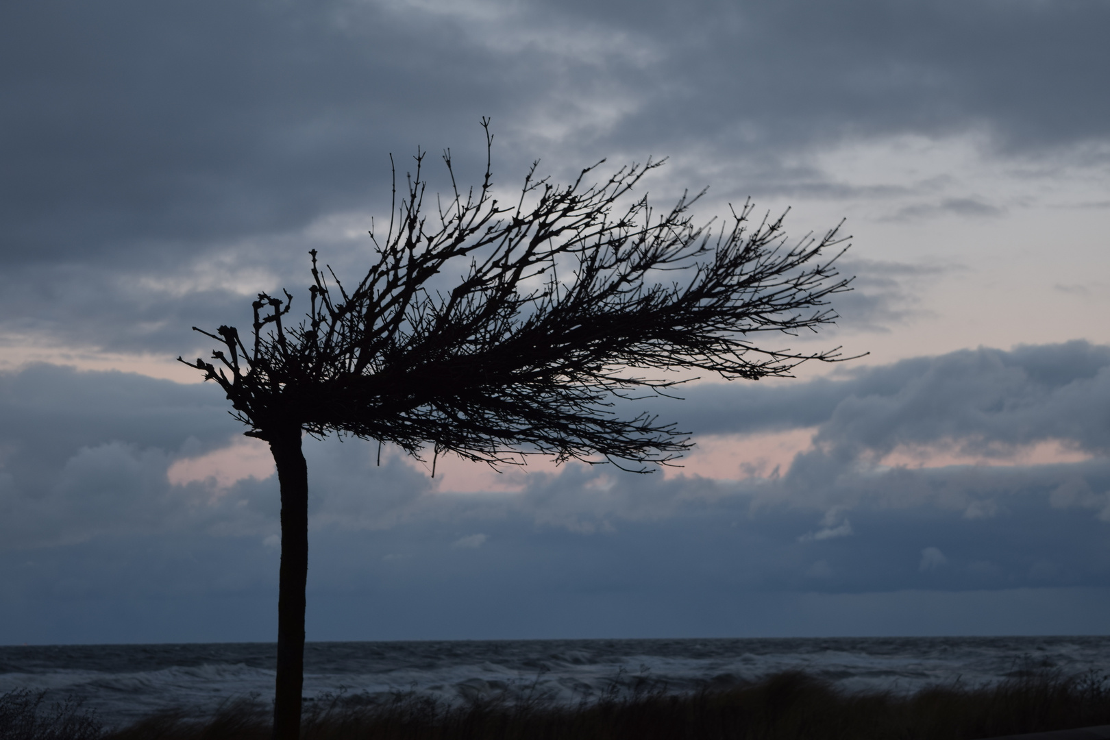 Baum an der Ostsee