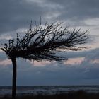 Baum an der Ostsee