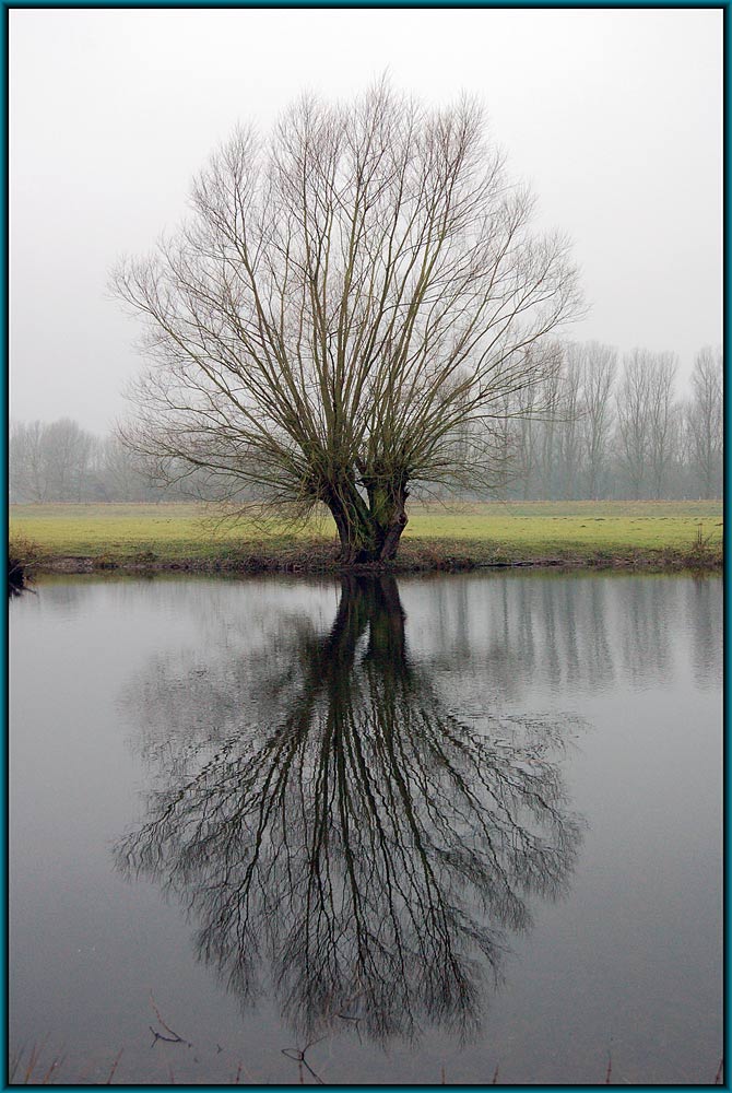 Baum an der Ruhr