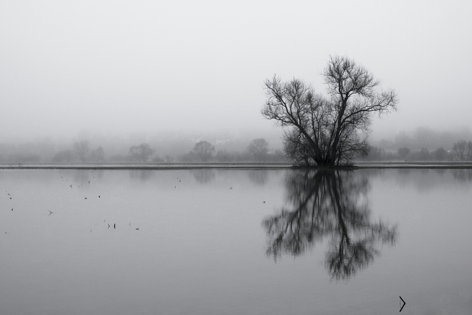 baum an der sieg