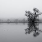 baum an der sieg