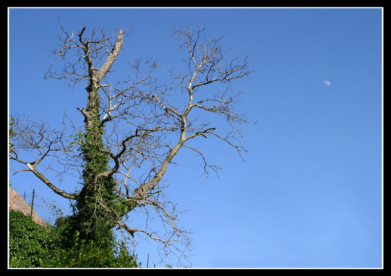 Baum an der Spitzhaustreppe - Radebeul