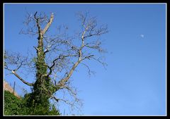 Baum an der Spitzhaustreppe - Radebeul