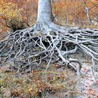 Baum an der Steilküste