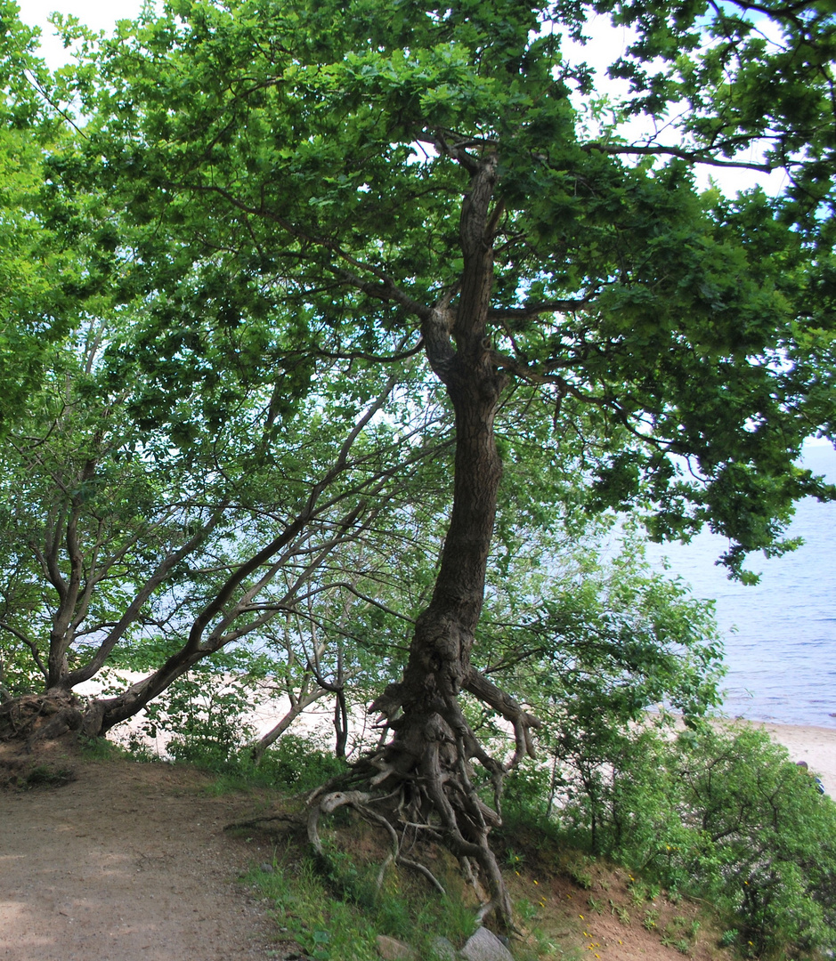 Baum an der Steilküste