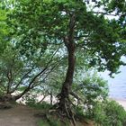 Baum an der Steilküste