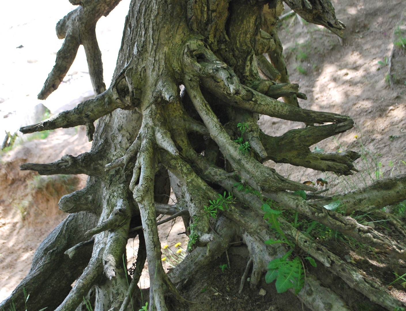 Baum an der Steilküste II