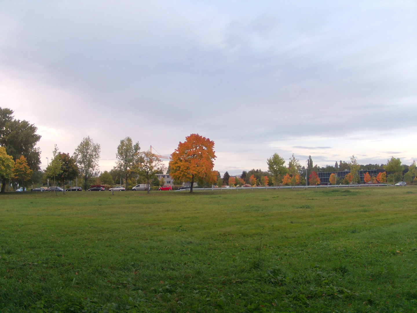 Baum an der Straße fern