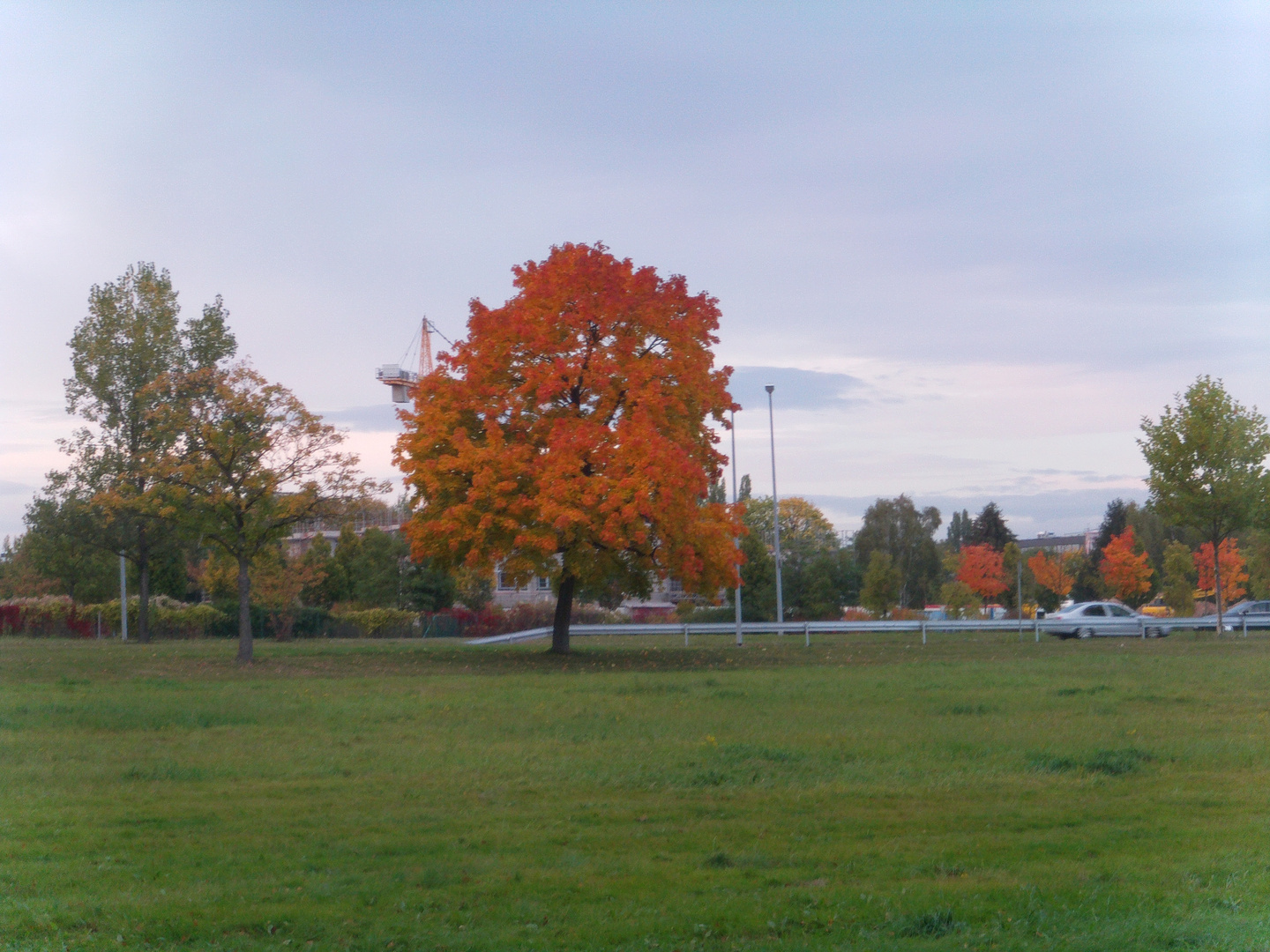 Baum an der Straße nah