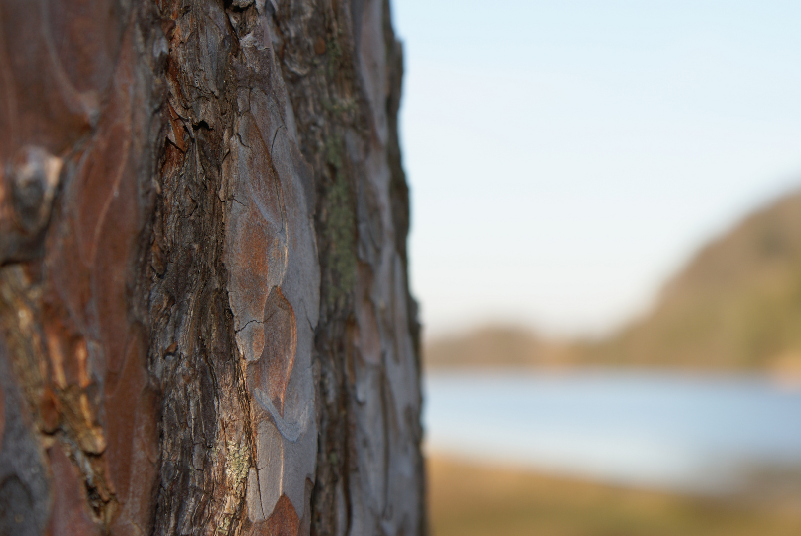 Baum an der Traun