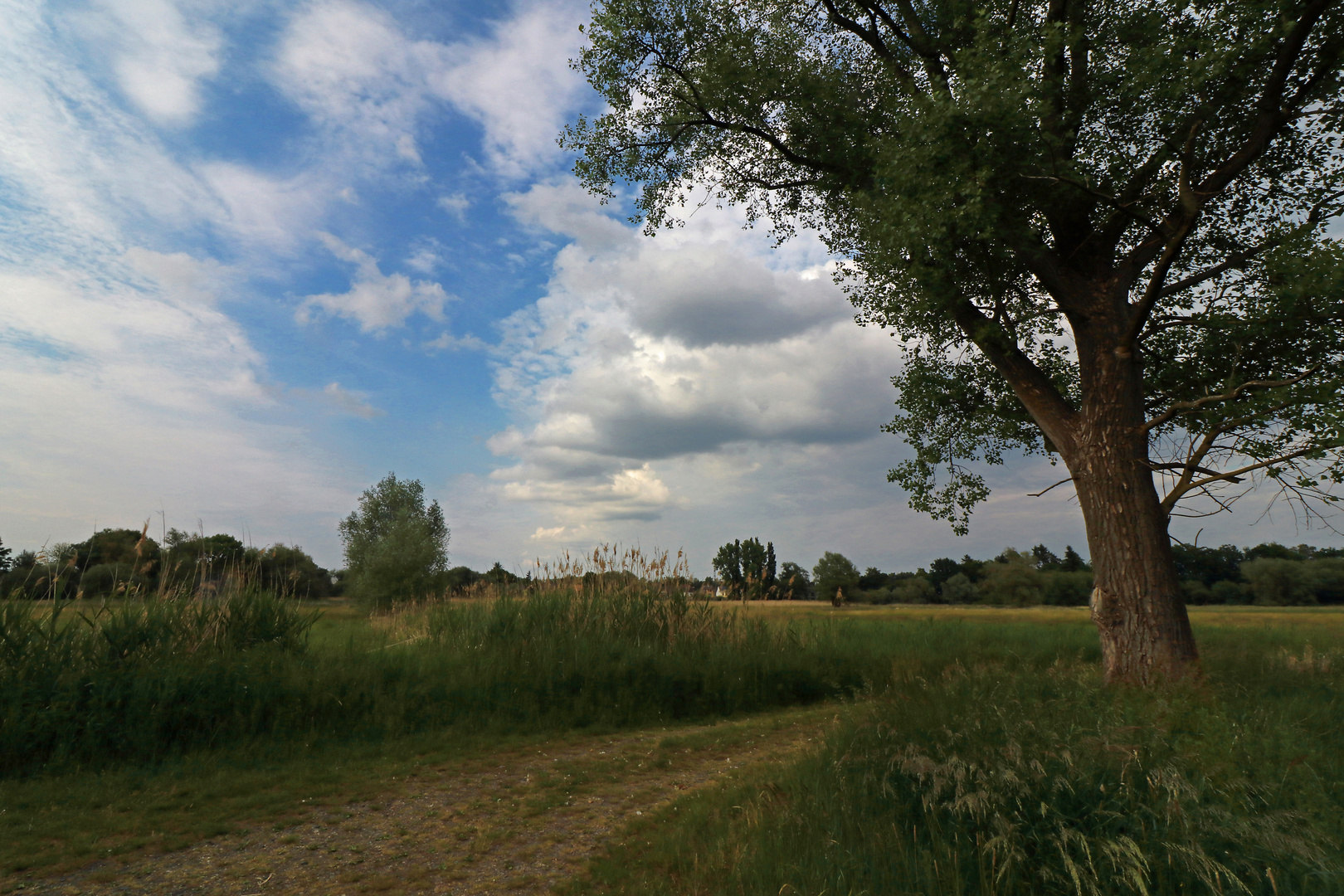 Baum an der Wegbiegung