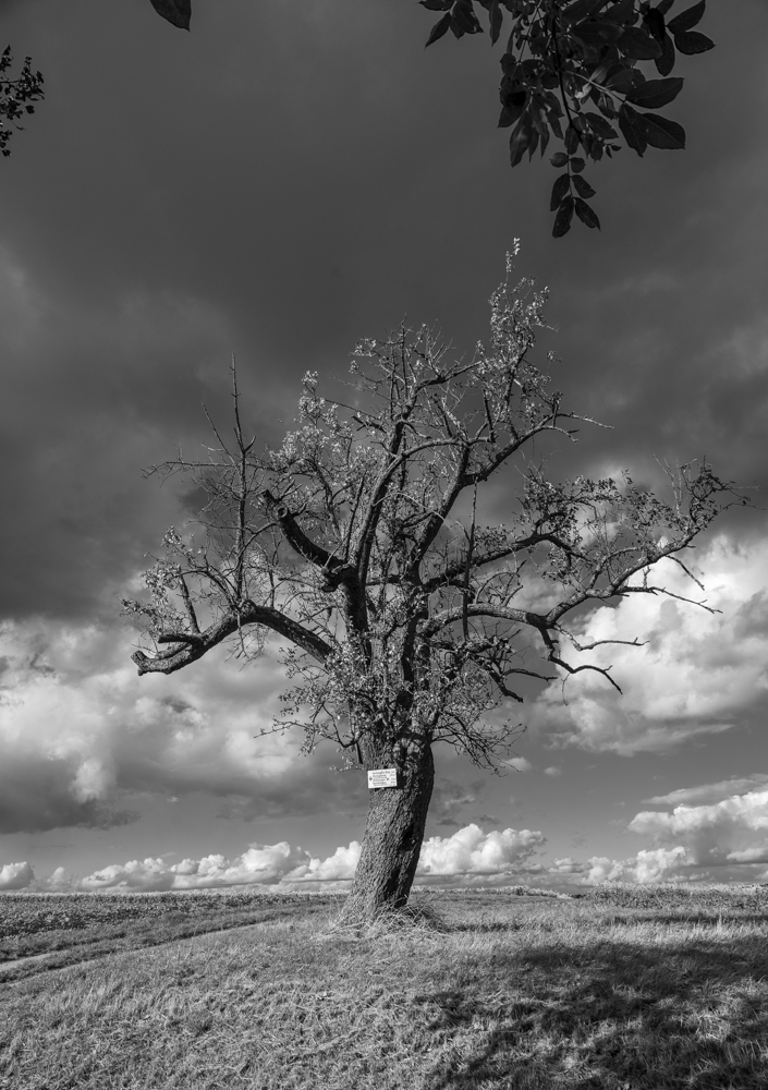 Baum an der Wegkreuzung