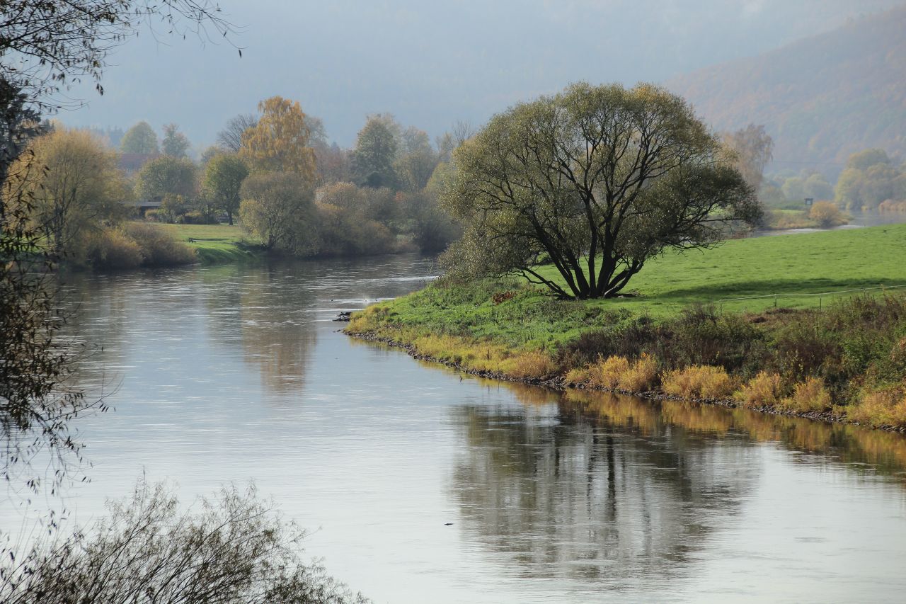 Baum an der Weser