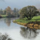 Baum an der Weser