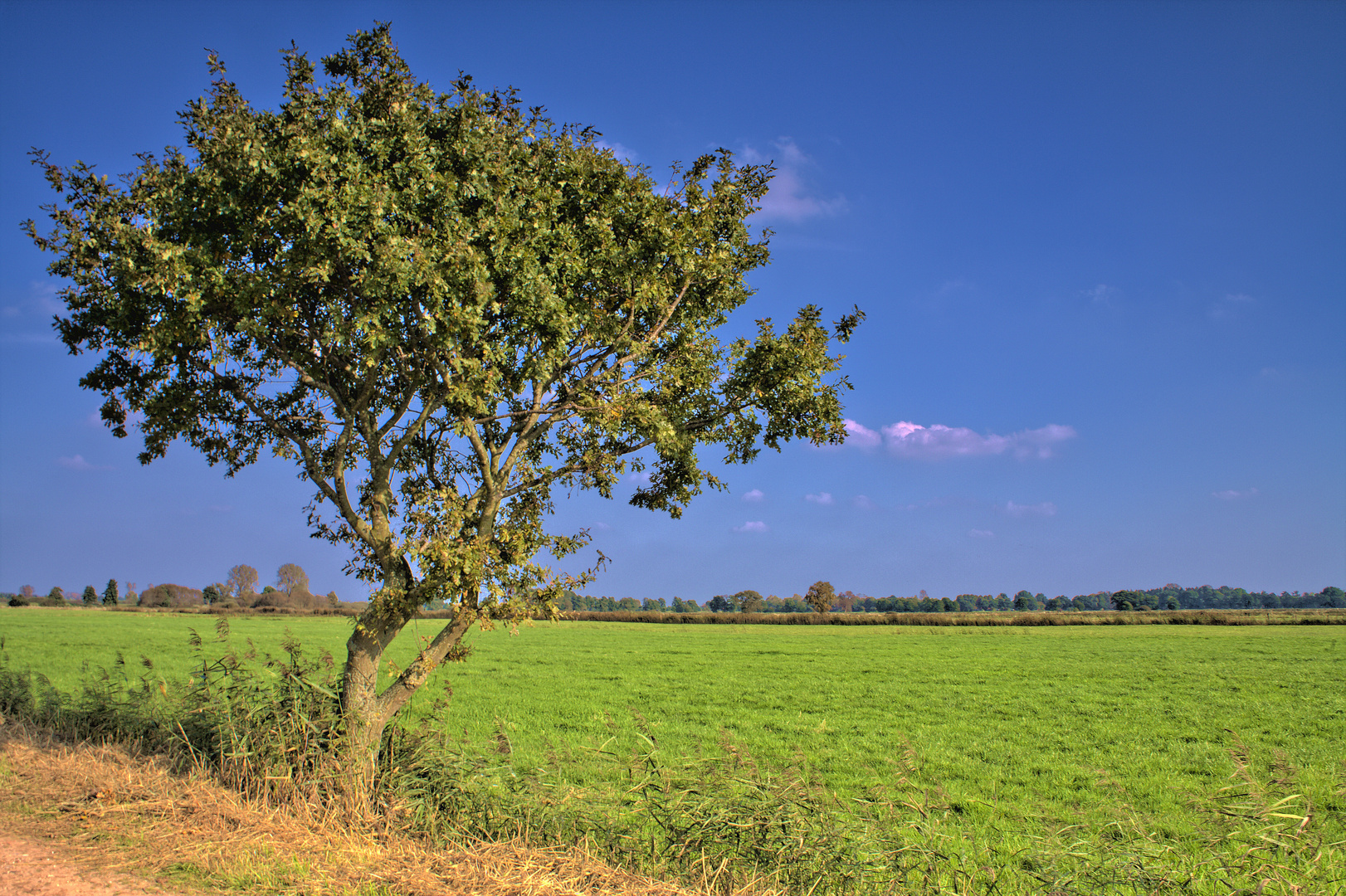 Baum an der Wiese