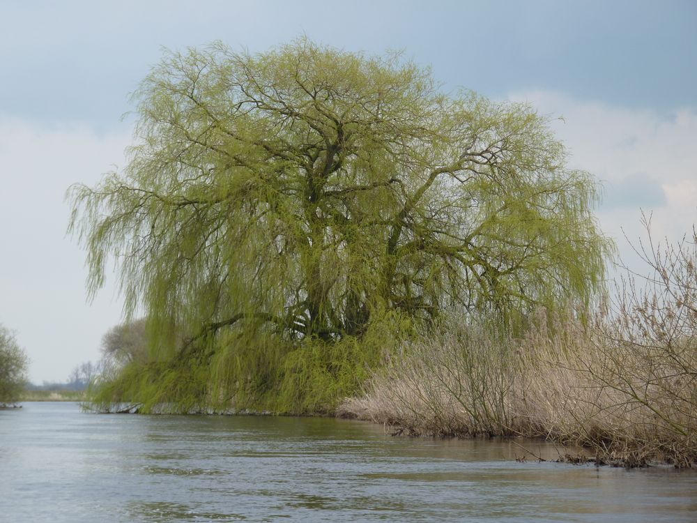 Baum an der Wümme