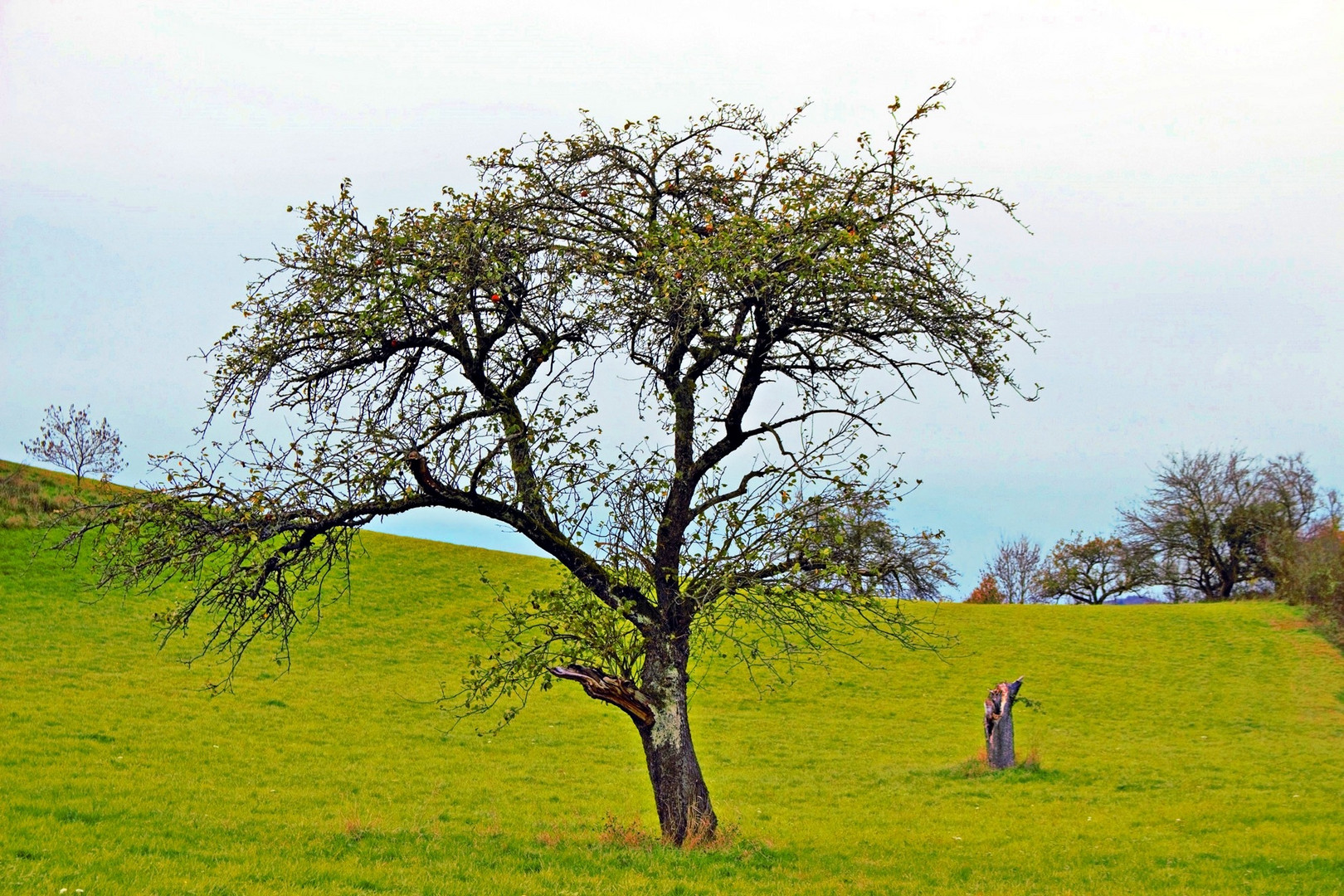 Baum an einem Acker