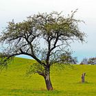 Baum an einem Acker