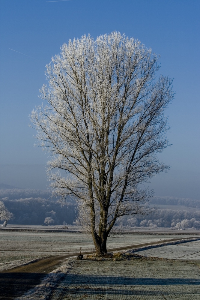 Baum an einem kalten Morgen