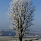 Baum an einem kalten Morgen