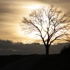 Baum an einem Novembernachmittag...