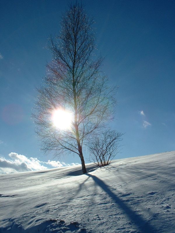 Baum an einem Winternachmittag