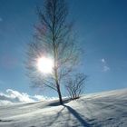 Baum an einem Winternachmittag